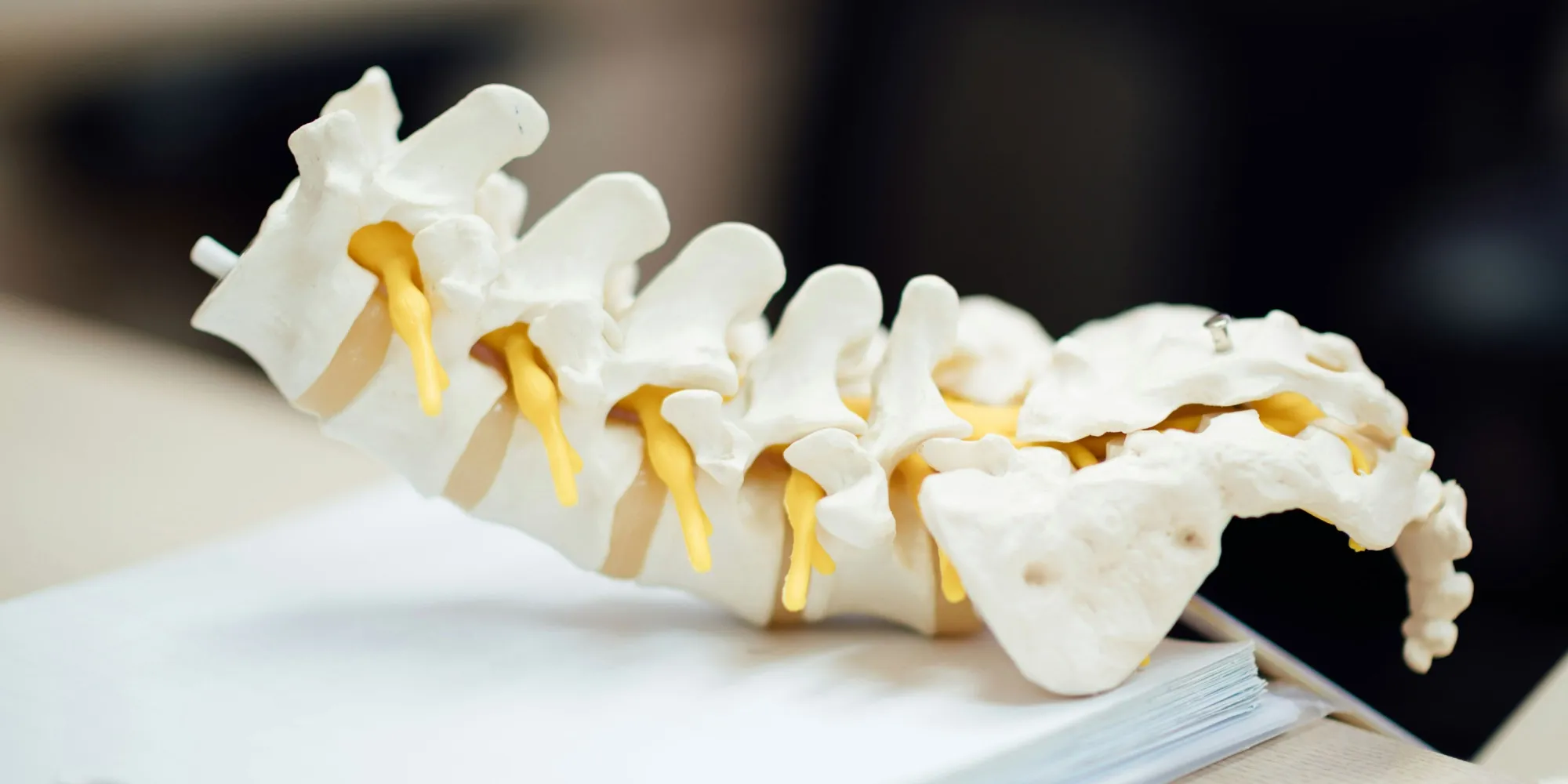 Model of the lower spine and pelvis